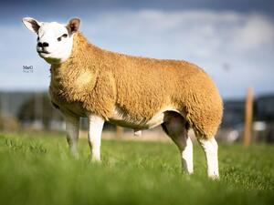 بيع خروف نادر بسعر خيالي بيع خروف نادر بسعر خيالي