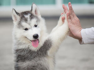 تعبيرية تعبيرية