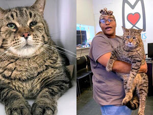 القطة BeeJay  القطة BeeJay