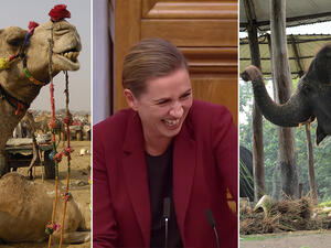 ميت فريدريكسن