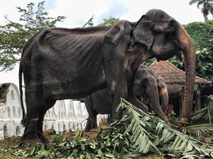 الفيل العجوزة تيكيري الفيل العجوزة تيكيري