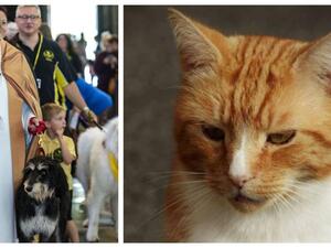 القط غارفيلد 