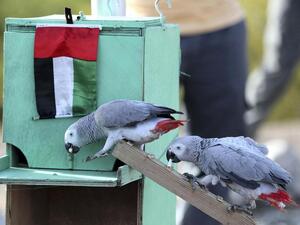 طيور مدرّبة 