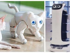 بيلا بوت - مارس كات