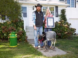 الثور همفري الثور همفري