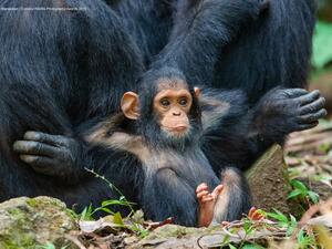 جائزة التصوير الفوتوغرافي للحياة البرية 2019