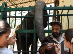 الفيلة "نعيمة" 