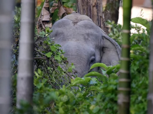 الفيل "بن لادن"