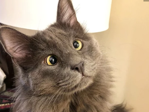 القط "بيلاروسيا"