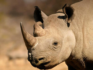 حيوان وحيد القرن حيوان وحيد القرن