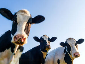 مجموعة أبقار