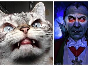 القطة لوكي - دراكولا 
