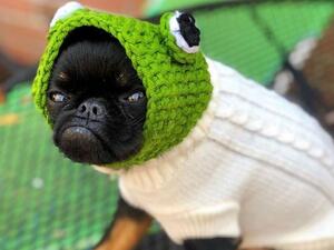 الكلب "تشيكو"