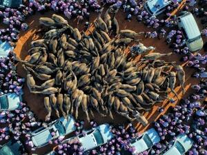 بطولة مصارعة الإبل