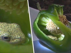 كنديان يعثران على ضفدع حي داخل ثمرة فلفل