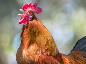 تعبيرية تعبيرية