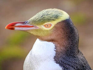 البطريق ذو العينين الصفراوين