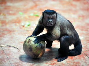 قرد بوجه بشري