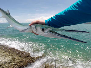 سمكة الإبرة المسطحة 