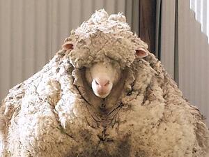 الخروف "كريس"