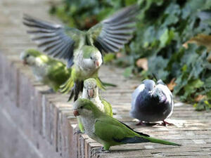 مدريد - إسبانيا 