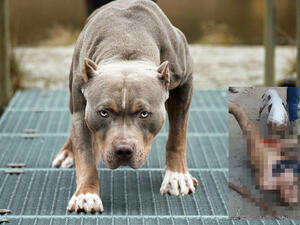 إخصاء رجل بعضات "بيتبول" في شوارع المكسيك