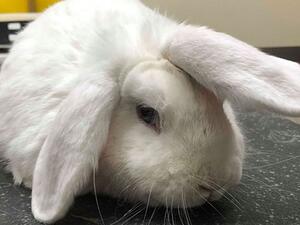 الأرنب وحيد القرن