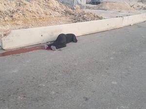 شهيدة فلسطينية برصاص الاحتلال قرب القدس