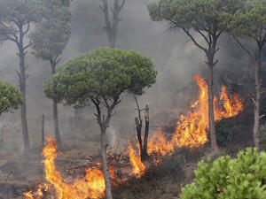 حرائق تجتاح مناطق واسعة في لبنان