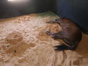 قوات حفتر تنهب مزرعة للخيول الأصيلة في ترهونة