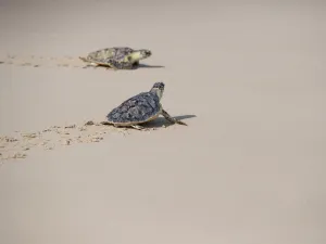 Jumeirah Group Releases 65 Hawksbill Turtles Into the Wild in Celebration of World Sea Turtle Day, Aided by Sheikh Hamdan Bin Mohammed Bin Rashid Al Maktoum, Crown Prince of Dubai