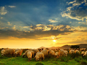 طبقاً لهذه الأسعار فالفلاح أو المربي يخسر في كل عجل ما لا يقل عن 7 آلاف جنيه