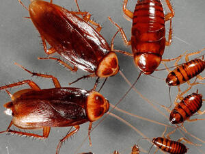 تفسير حلم الصراصير