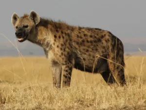 تفسير حلم الضباع في المنام