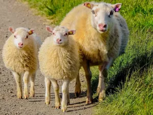 تفسير رؤية الغنم في المنام