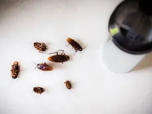 تفسير حلم الصراصير الصغيرة