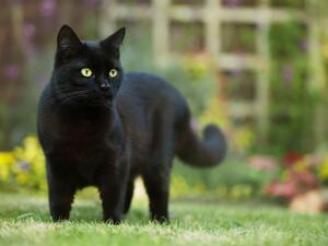 القط الأسود في المنام‎