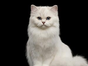 تفسير حلم القطط البيضاء