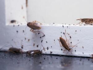 تفسير الصراصير في المنام