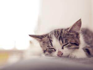 غالباً تدل رؤية القطط السوداء على الحظ السيئ.