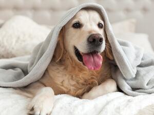 تفسير الكلب في الحلم