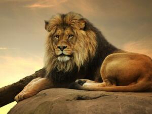 تفسير حلم الاسد للمتزوجه في المنام