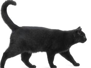 تفسير حلم القطط السوداء في المنام