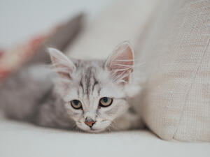 تفسير حلم القطط الصغيرة في المنام للعزباء وللمتزوجة والحامل