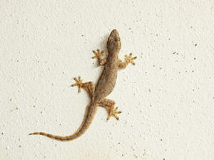 تفسير رؤية البرص في المنام للمتزوجة والحامل والعزباء والرجل