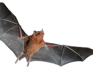 تفسير رؤية الخفاش في المنام