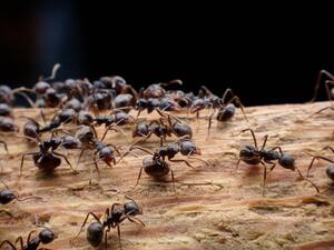 تفسير رؤية النمل في المنام