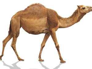 رؤية الجمل في المنام