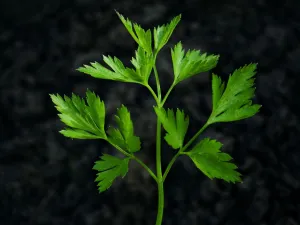 فوائد البقدونس للتخسيس