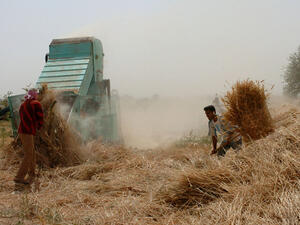 إنتاج القمح في سوريا قدر بـ 2.2 مليون طن هذه السنة 